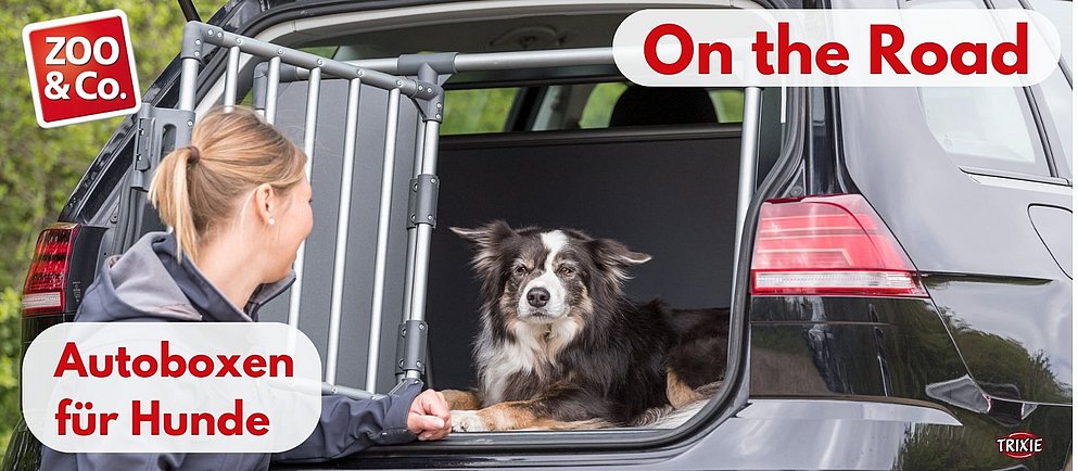 Hund im Kofferraum