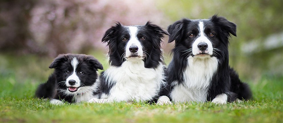 drei Hunde liegen auf der Wiese