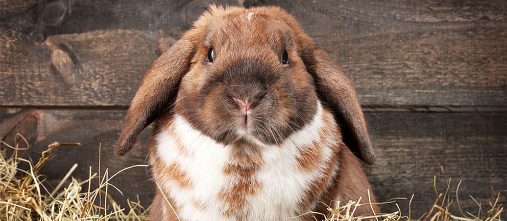 brauner Hase