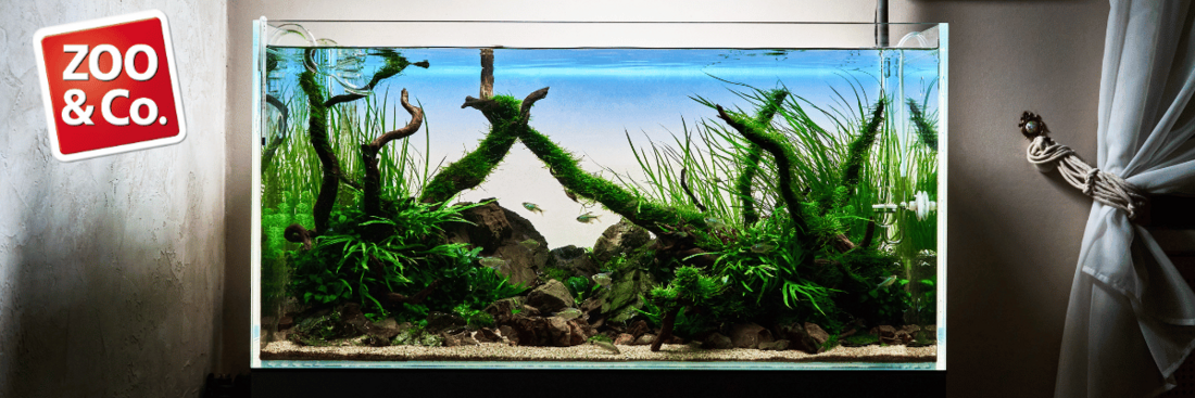 Aquarium mit grünen Pflanzen