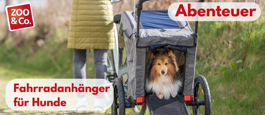 Hund im Fahrradanhänger