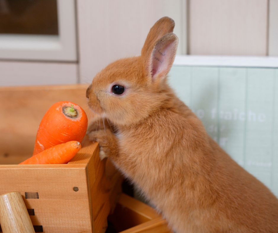 Braunes Kaninchen und zwei orangene Möhren