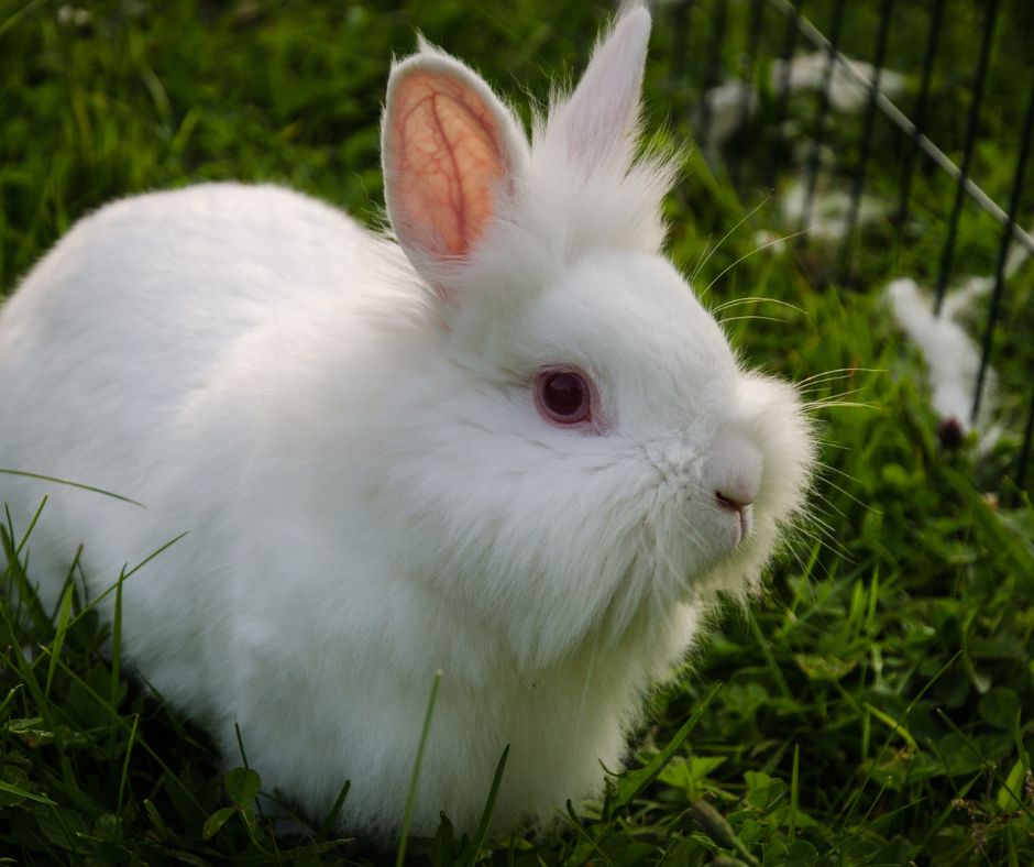 Kaninchen sitzt auf dem Gras