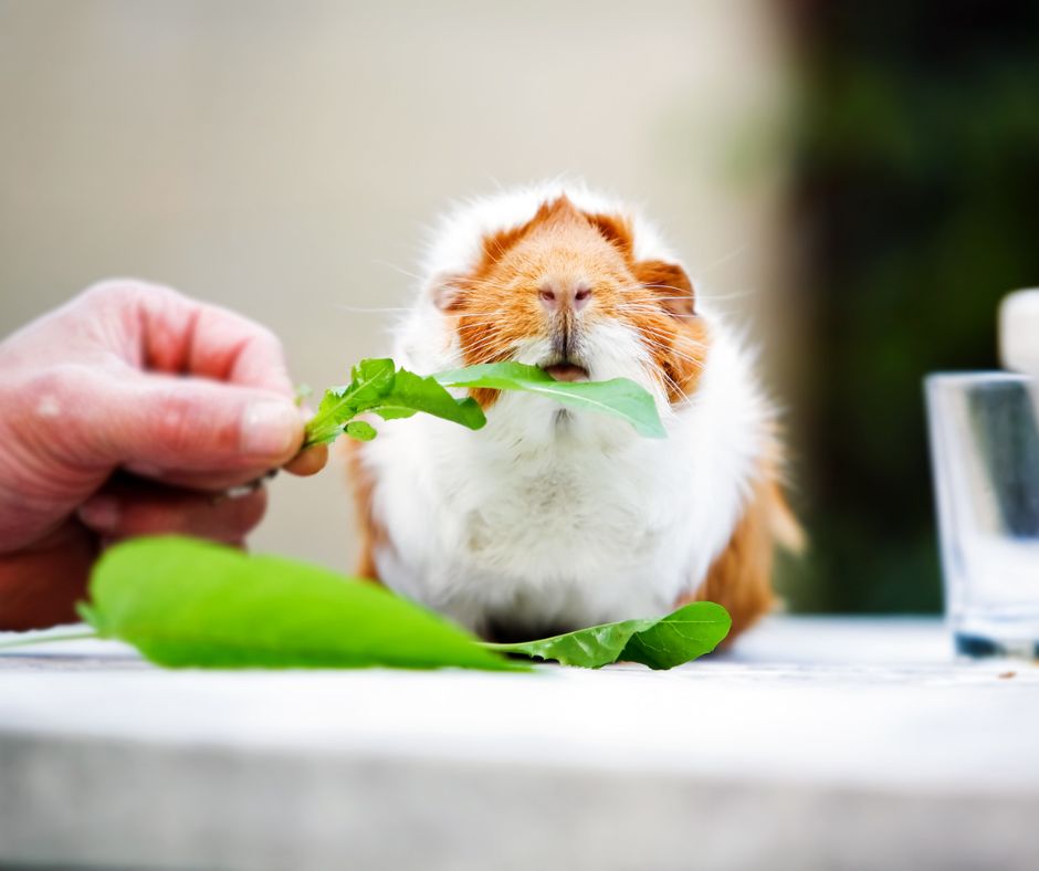 Meerschweinchen frisst Löwenzahn