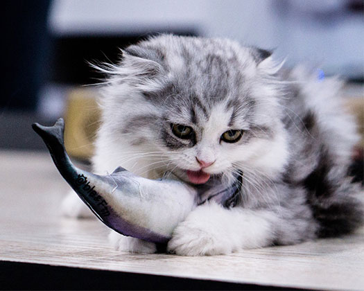 Katze mit Fisch