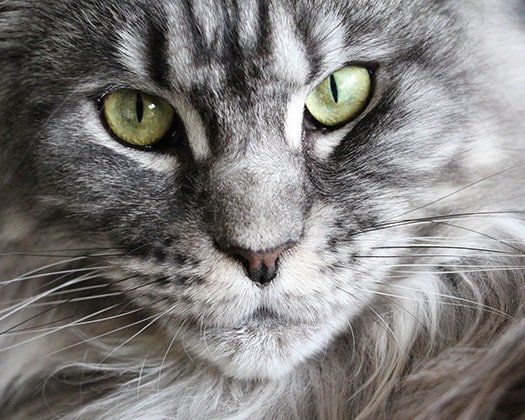 Maine Coon