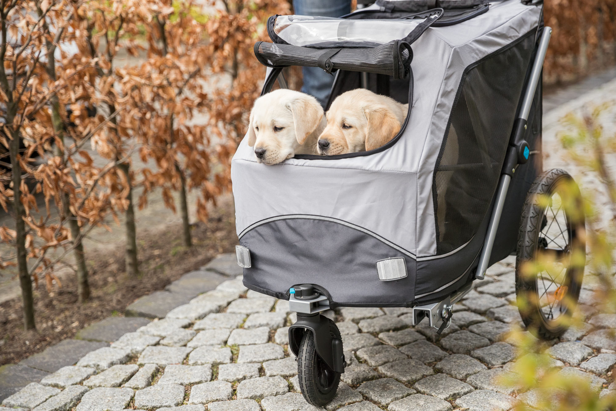 Zwei Hunde im Fahrradanhänger