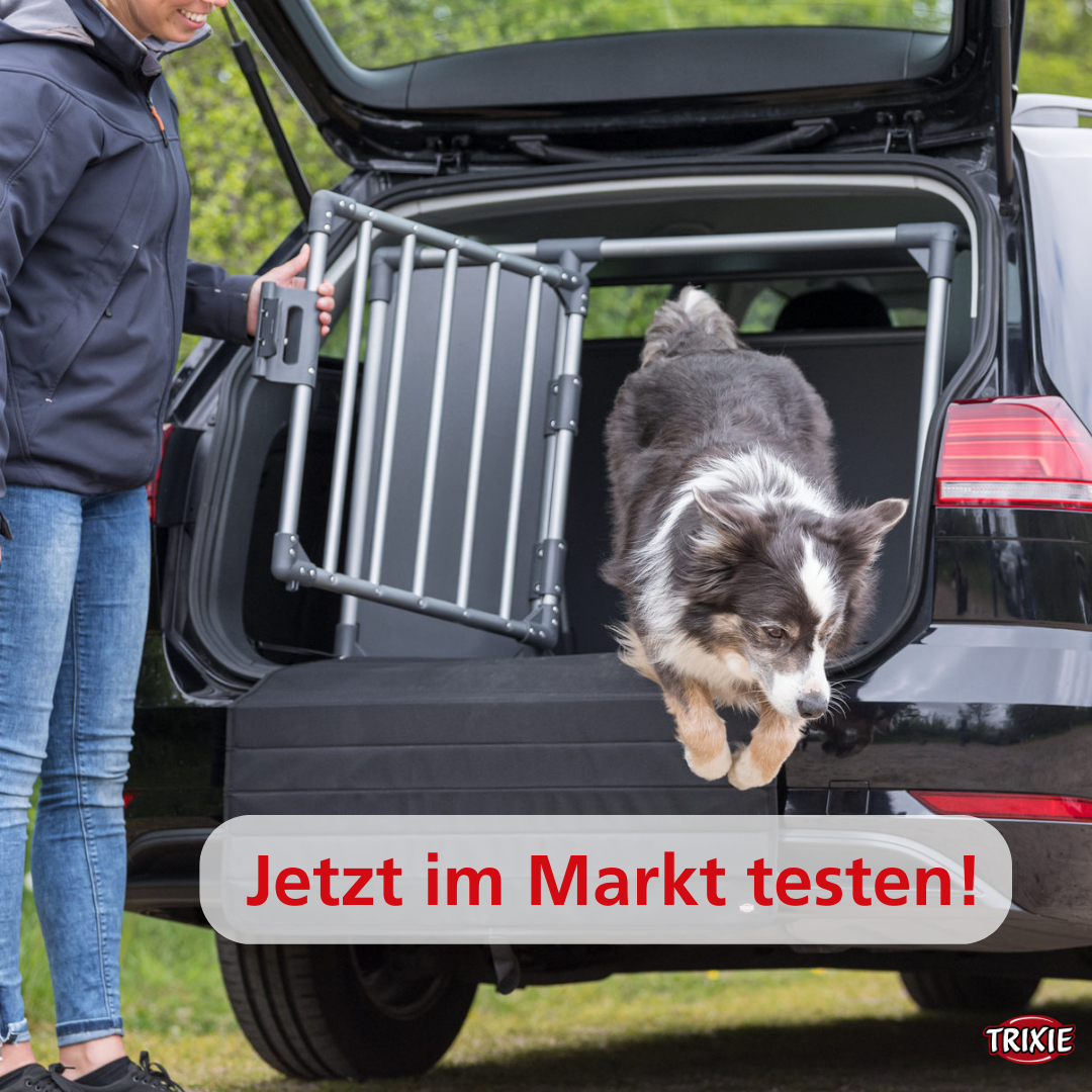 Hund springt aus dem Kofferraum