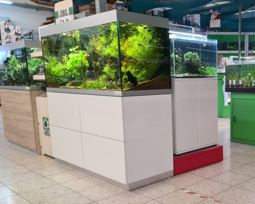 Mehrere Aquarien im Laden