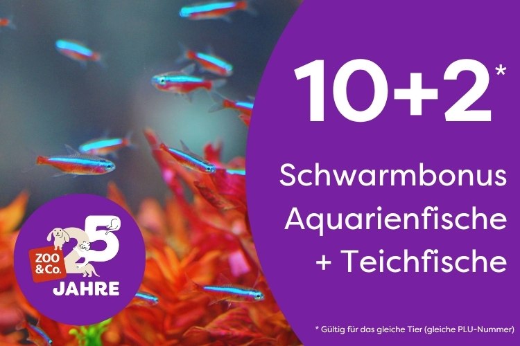 10+2 Schwarmbonus