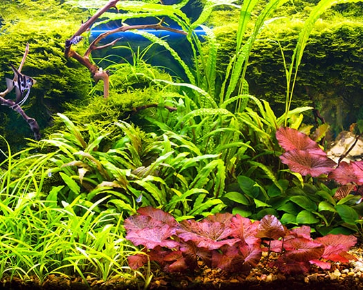 Aquarienpflanzen