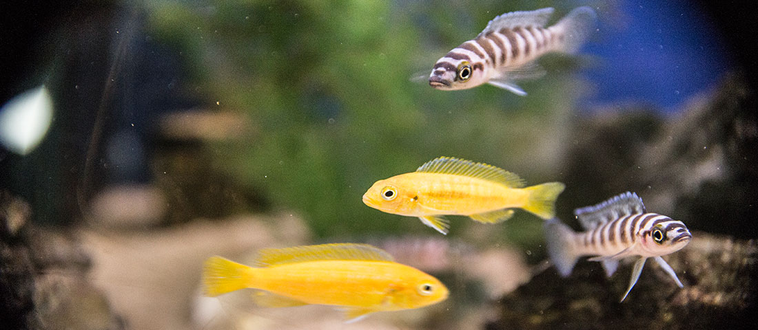 Fische im Wasser