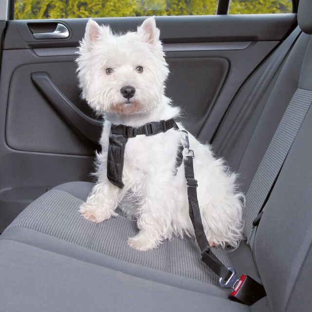 Hund mit Anschnallgurt im Auto