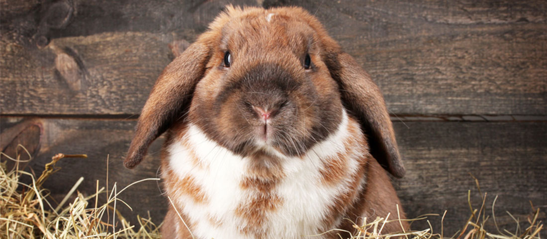 brauner Hase